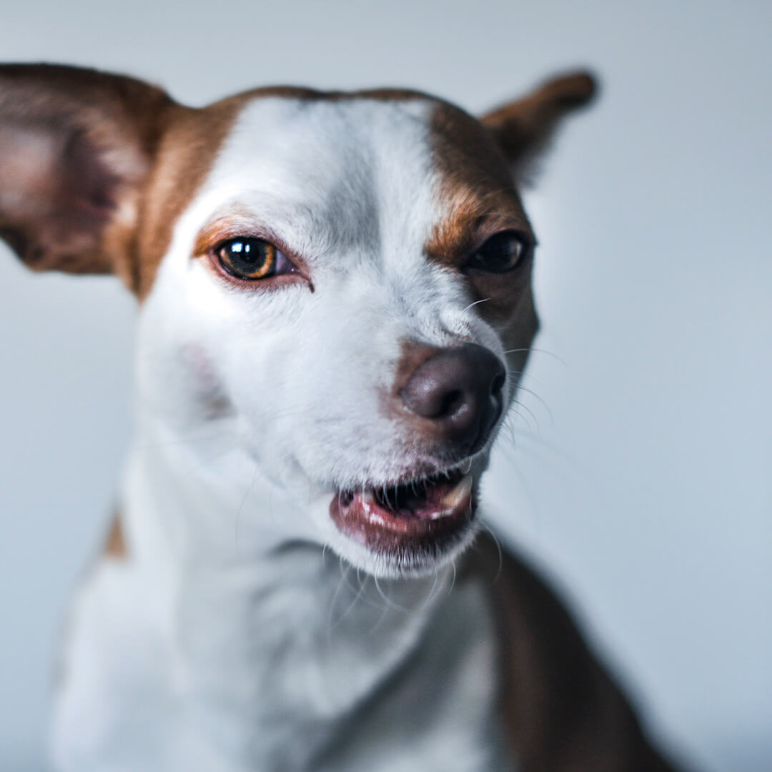 Top-Rated Personal Injury Lawyer New Orleans LA dog bites